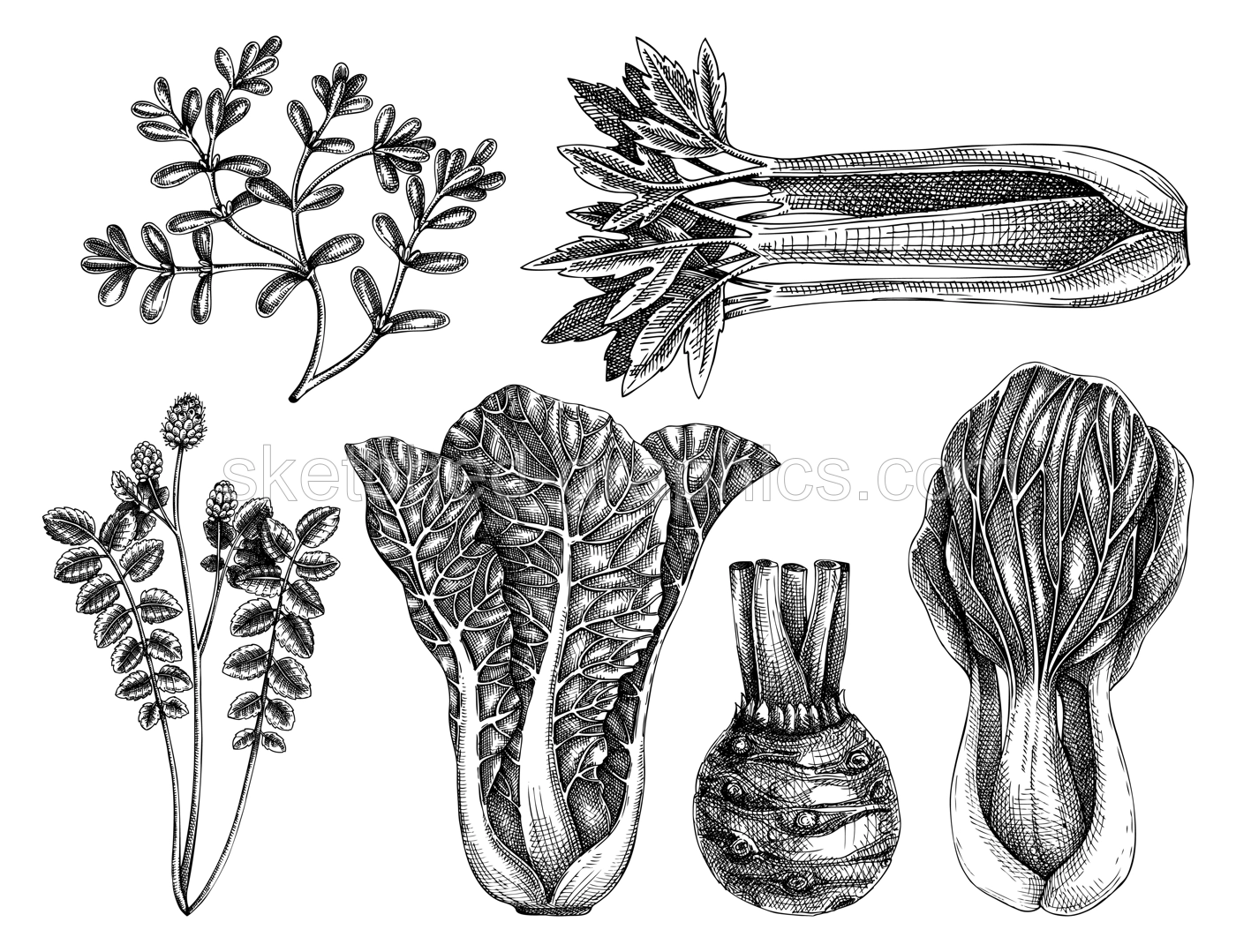 Hand-sketched vegetable an d edible plants collection. Vector set of hand drawn salad burnet, lettuce, celery, purslane  drawings. Vintage plants elements in engraved style. Vegetables outlines set. Illustration